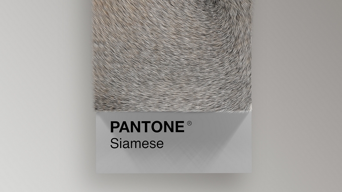 Un nuancier Pantone à base de fourrure de chat